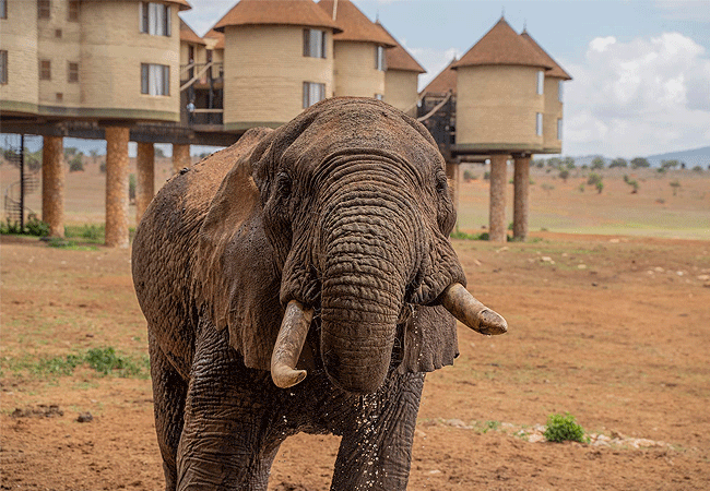 salt-lick-safari-lodge-elephant-up-close Salt Lick Safari Lodge