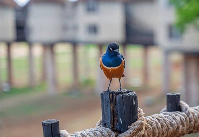 salt-lick-safari-lodge-is-suberb-starling-bird Salt Lick Safari Lodge