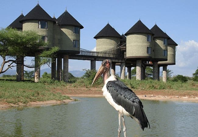 salt-lick-safari-lodge-marabou-stork Salt Lick Safari Lodge