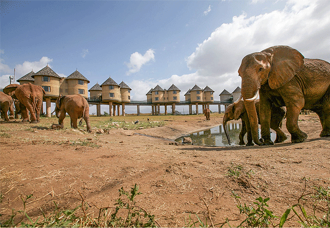 salt-lick-safari-lodge-waterhole-with-elephants Salt Lick Safari Lodge