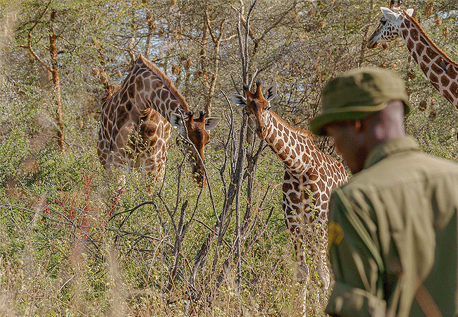 samatian-Island-lodge-works-closely-with-the-ruko-rommunity-wildlife-conservancy-located-on-the-eastern-shores-of-lake-baringo