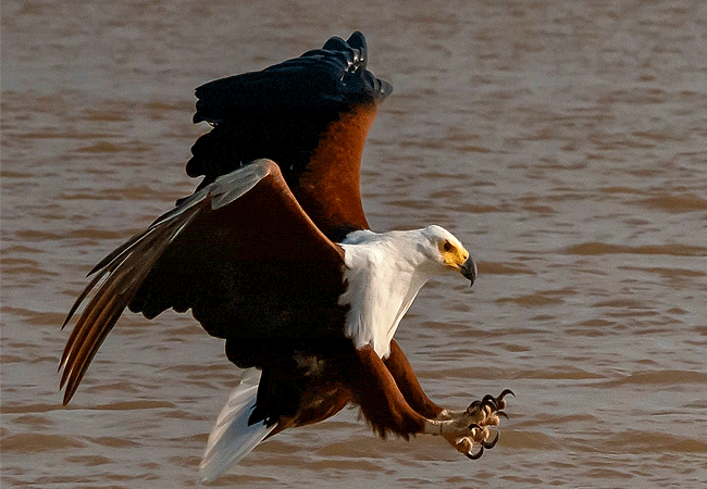 samatian-island-feeding-the-resident-fish-eagle Samatian Island in Lake Baringo