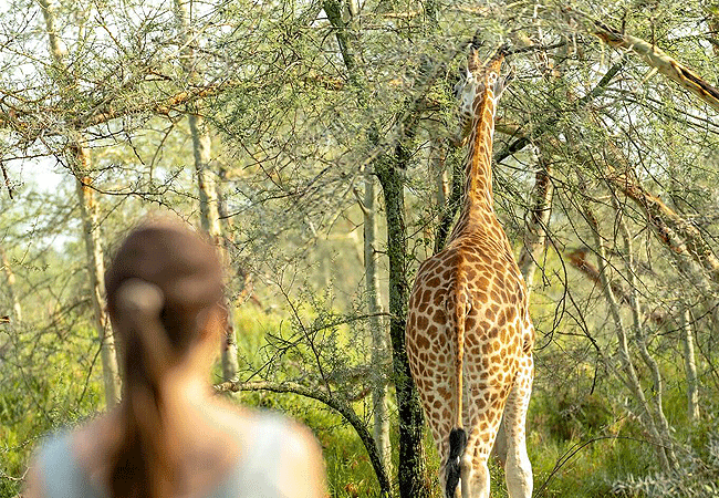 samatian-island-lodge-located-in-lake-baringo-offers-exclusive-boat-trips-to-nearby-giraffe-island-to-view-endangered-rothschild-giraffes Samatian Island Lodge, located in Lake Baringo,