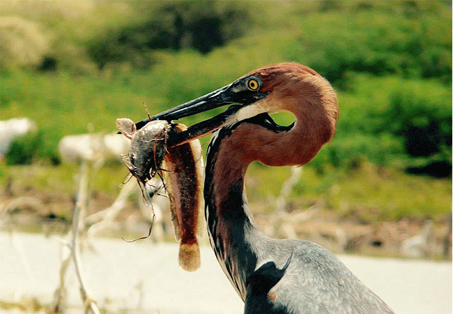 samatian-island-lodge-on-lake-baringo-is-a-premier-birding-destination-offering-access- to-over-450-species-including-the-resident-goliath-heron Samatian Island Lodge on Lake Baringo
