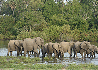 Selous Game Reserve (Nyerere National Park) 1 Day Fly in Safari from Dar-es-salaam – Tanzania