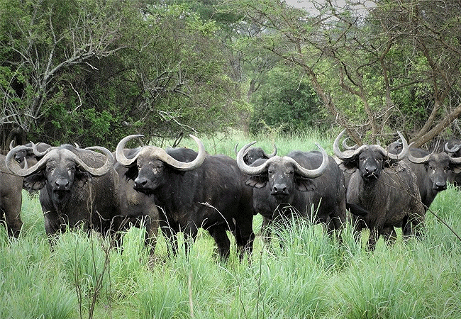 Severin Safari Camp Tsavo West national Park