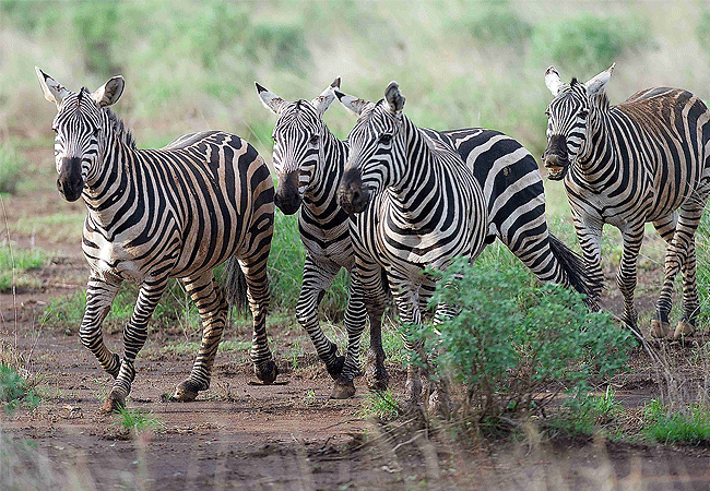 Severin Safari Camp Tsavo West national Park