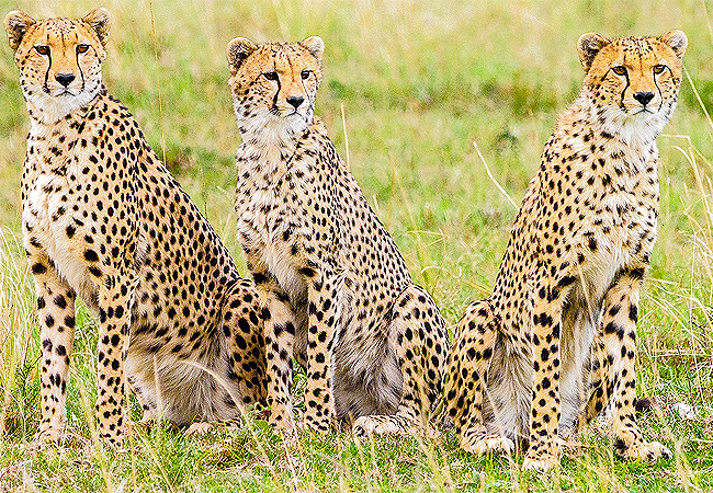 Severin Safari Camp Tsavo West national Park