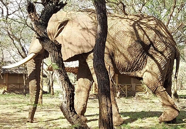 Severin Safari Camp Tsavo West national Park