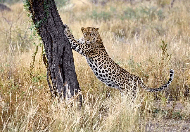 Severin Safari Camp Tsavo West national Park