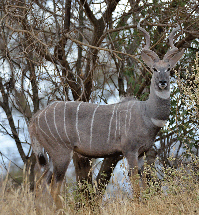 Severin Safari Camp Tsavo West national Park