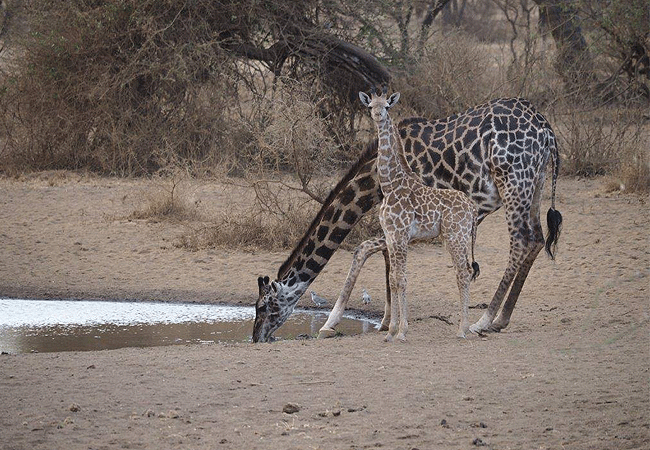 Severin Safari Camp Tsavo West national Park