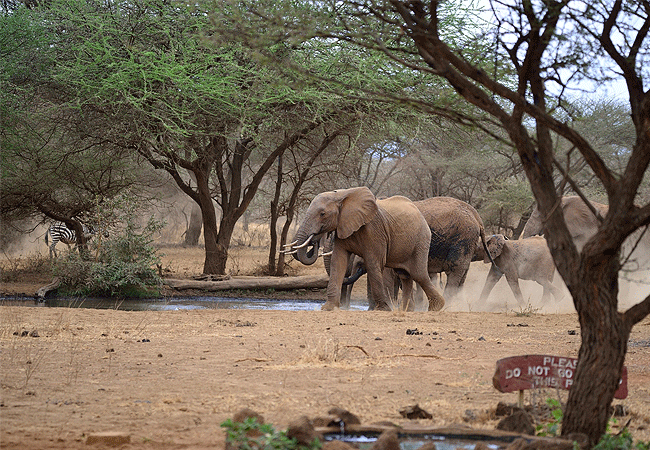 Severin Safari Camp Tsavo West national Park