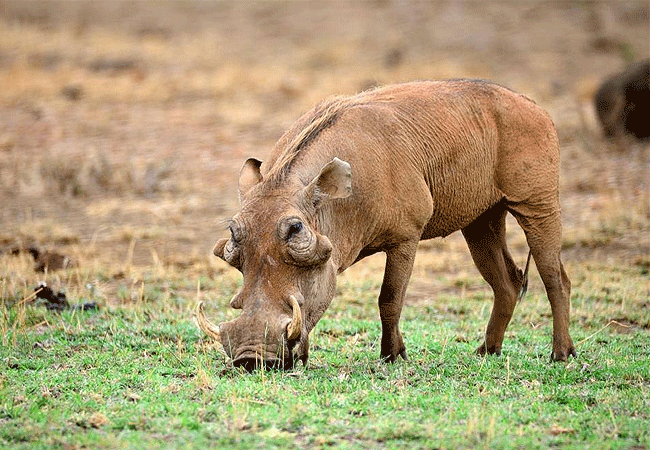 Severin Safari Camp Tsavo West national Park