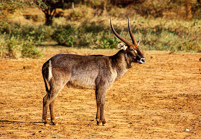 Severin Safari Camp Tsavo West national Park