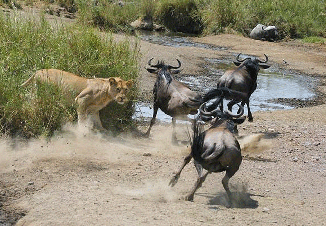 Severin Safari Camp Tsavo West national Park