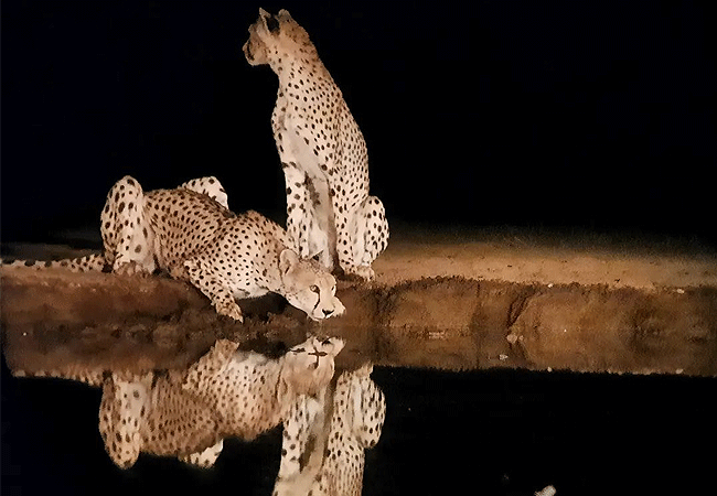 shompole-wilderness-camp-cheetah Shompole Wilderness Camp