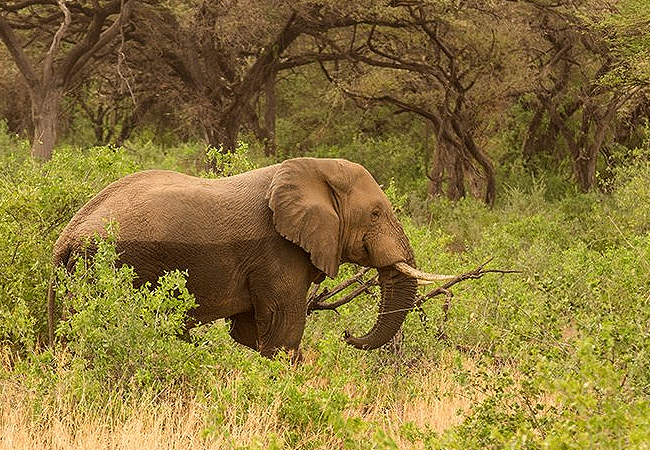 shompole-wilderness-camp-elephant Shompole Wilderness Camp