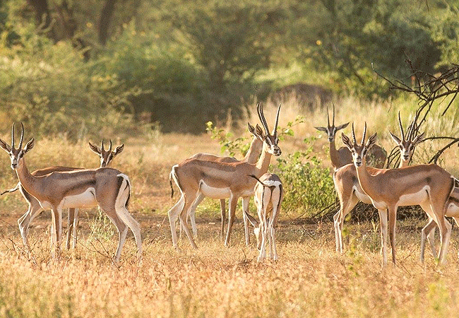shompole-wilderness-camp-grants-gazelle Shompole Wilderness Camp