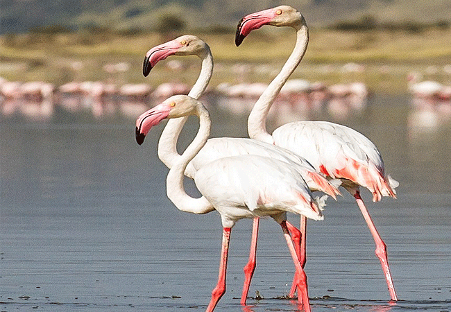 shompole-wilderness-camp-greater-and-lesser-flamingos Shompole Wilderness Camp