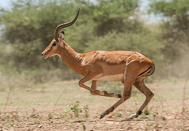 shompole-wilderness-camp-impala Shompole Wilderness Camp