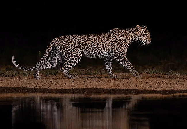 shompole-wilderness-camp-leopard-drining-at-the-water-whole Shompole Wilderness Camp
