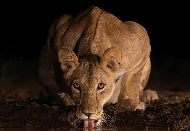 shompole-wilderness-camp-lioness-drining-at-the-water-whole Shompole Wilderness Camp