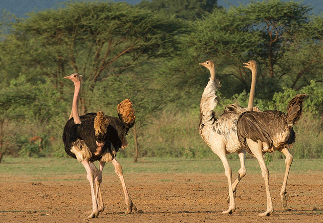 shompole-wilderness-camp-ostrich Shompole Wilderness Camp