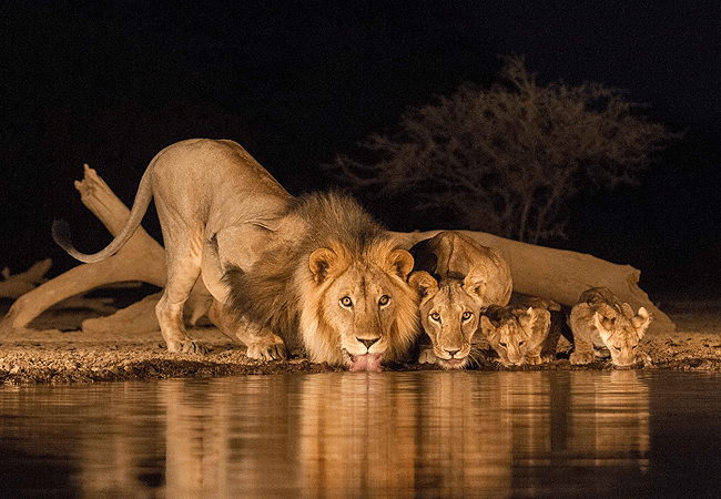 shompole-wilderness-camp-waterhole-lions-drinking Shompole Wilderness Camp