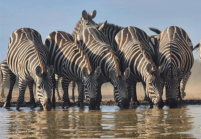 shompole-wilderness-tented-camp-zebras Shompole Wilderness Camp