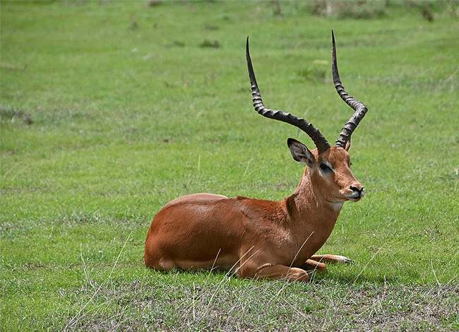 solio-game-reserve-2-days-1-night-safari-impala Solio Game Reserve 2 days1 night safari kenya