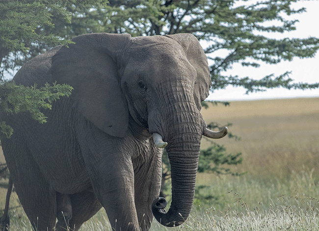 solio-game-reserve-2-days-1-night-safari-kenya-african-elephant Solio Game Reserve 2 days1 night safari kenya