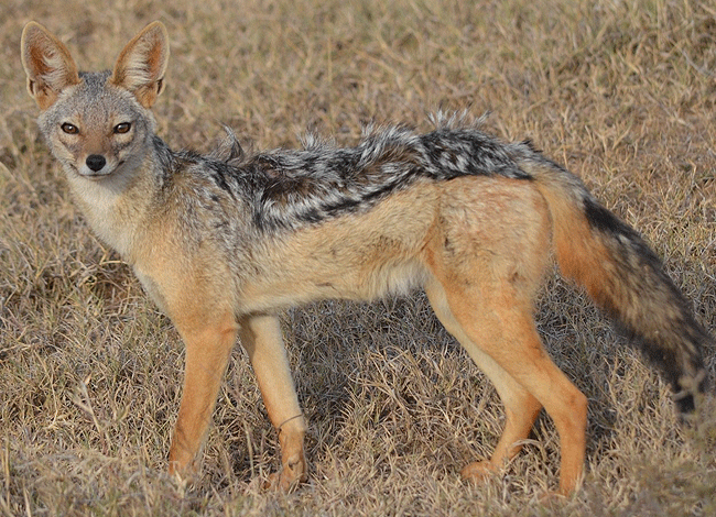 solio-game-reserve-2-days-1-night-safari-kenya-black-backed Jackal Solio Game Reserve 2 days1 night safari kenya