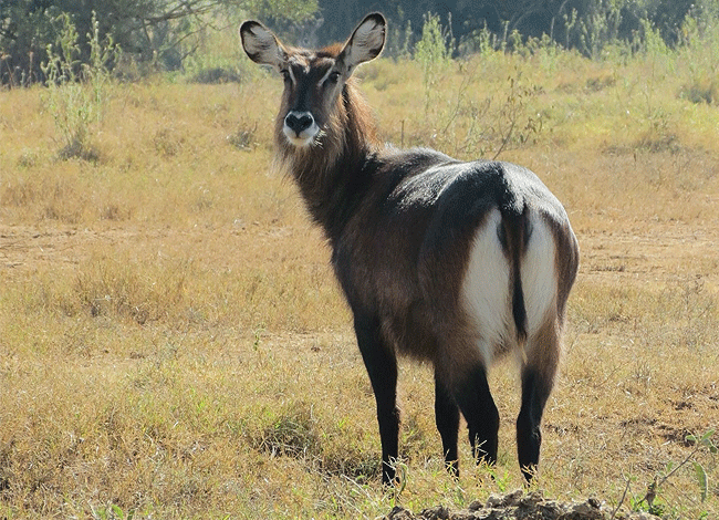 solio-game-reserve-2-days-1-night-safari-kenya-defassa-waterbuck Solio Game Reserve 2 Days 1 night safari Kenya