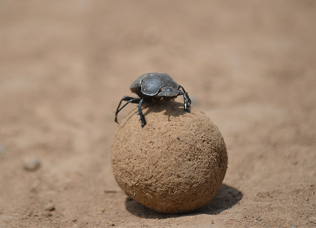 solio-game-reserve-2-days-1-night-safari-kenya-dung-beetles Solio Game Reserve 2 days1 night safari kenya