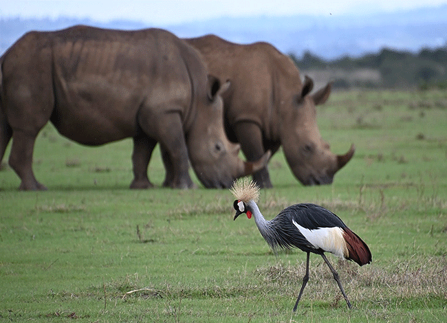 solio-game-reserve-2-days-1-night-safari-kenya-grey-crowned-crane-with-rhinos Solio Game Reserve 2 days1 night safari kenya