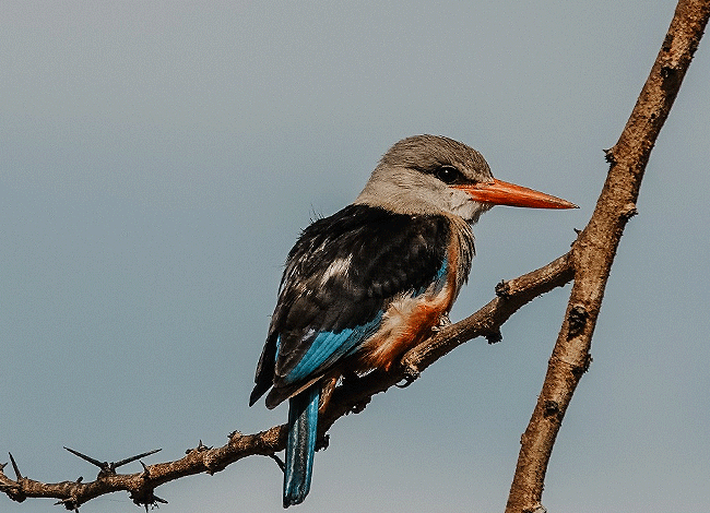 solio-game-reserve-2-days-1-night-safari-kenya-grey-headed-kingfisher Solio Game Reserve 2 days1 night safari kenya