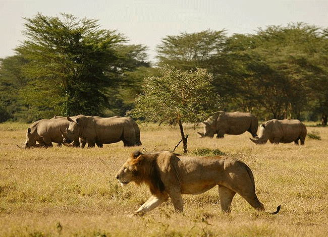 solio-game-reserve-2-days-1-night-safari-kenya-lion-and-rhinos Solio Game Reserve 2 days1 night safari kenya
