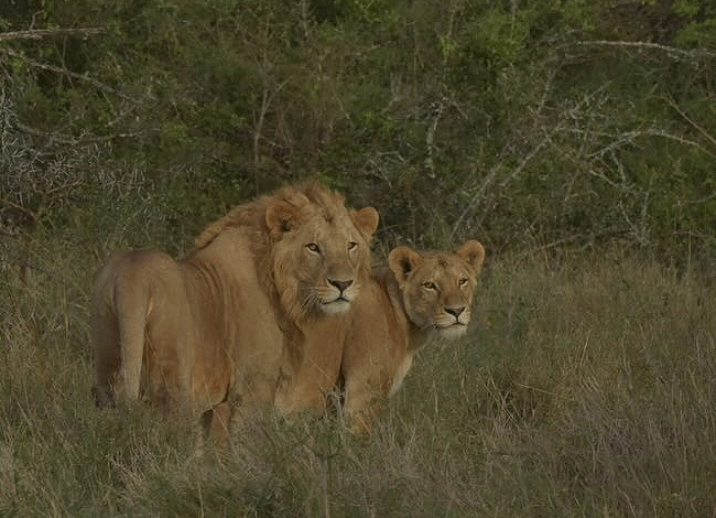 solio-game-reserve-2-days-1-night-safari-kenya-lions Solio Game Reserve 2 days1 night safari kenya