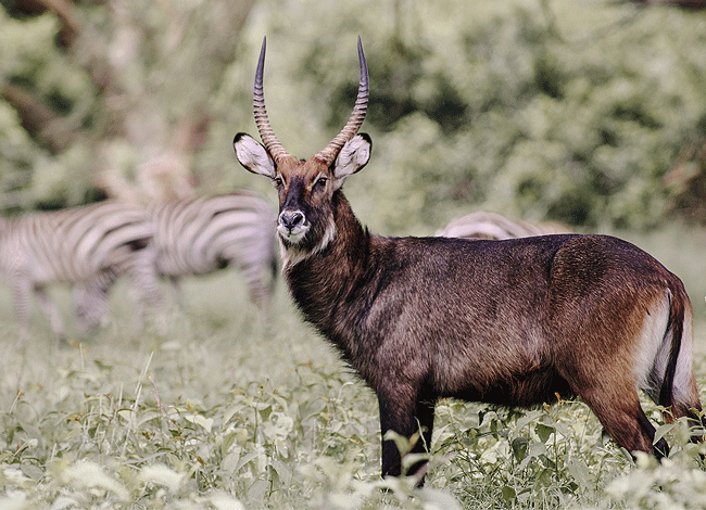 solio-game-reserve-2-days-1-night-safari-kenya-male-waterbuck Solio Game Reserve 2 days1 night safari kenya