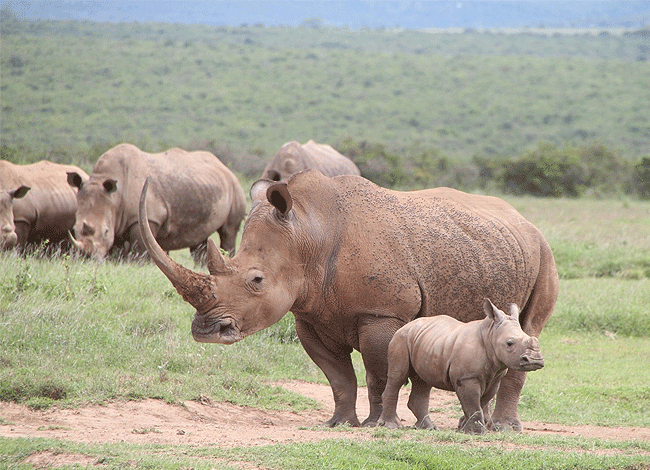 solio-game-reserve-2-days-1-night-safari-kenya-northern-white-rhinos Solio Game Reserve 2 days1 night safari kenya