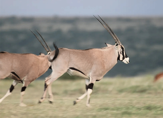 solio-game-reserve-2-days-1-night-safari-kenya-oryx Solio Game Reserve 2 days1 night safari kenya