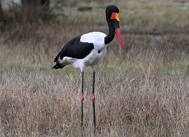 solio-game-reserve-2-days-1-night-safari-kenya-saddle-billed-stork Solio Game Reserve 2 days1 night safari kenya