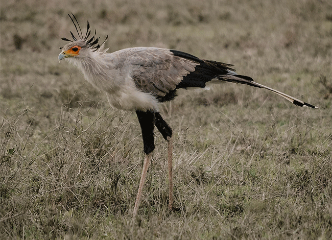solio-game-reserve-2-days-1-night-safari-kenya-secretary-bird Solio Game Reserve 2 days1 night safari kenya