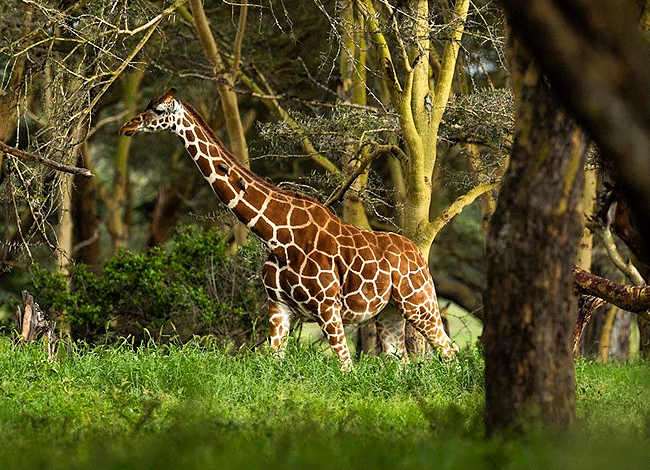 solio-game-reserve-2-days-1-night-safari-kenya-sgreticulated-giraffe Solio Game Reserve 2 days1 night safari kenya