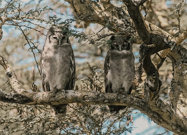 solio-game-reserve-2-days-1-night-safari-kenya-verreaux's-agle-owl Solio Game Reserve 2 days1 night safari kenya