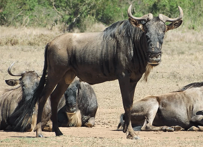 solio-game-reserve-2-days-1-night-safari-kenya-wildebeest Solio Game Reserve 2 Days 1 night safari Kenya