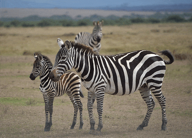 solio-game-reserve-2-days-1-night-safari-kenya-zebras-are-commonly-found-a Solio Game Reserve 2 Days 1 night safari Kenya