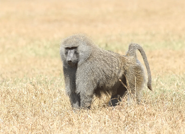 solio-game-reserve-2-days-1-night-safari-olive-baboon Solio Game Reserve 2 days1 night safari kenya