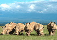 Solio Game Reserve Day Trip from Nairobi – Kenya